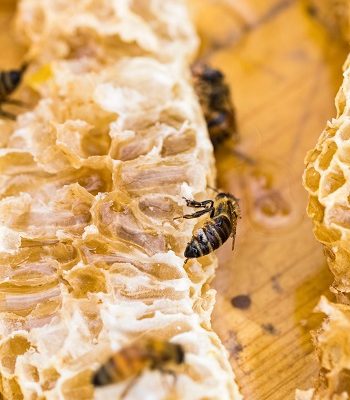 matki pszczele